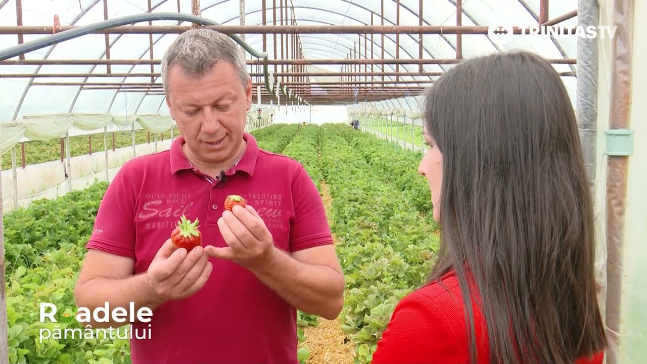 🍓 Câteva dintre secretele producătorilor de căpșuni din România.