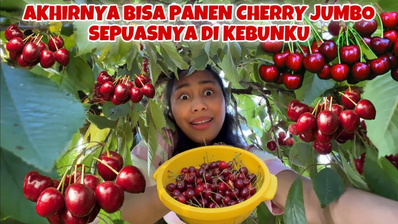 BARU KALI INI PANEN CHERRY SEJUMBO INI DI KEBUN SENDIRI