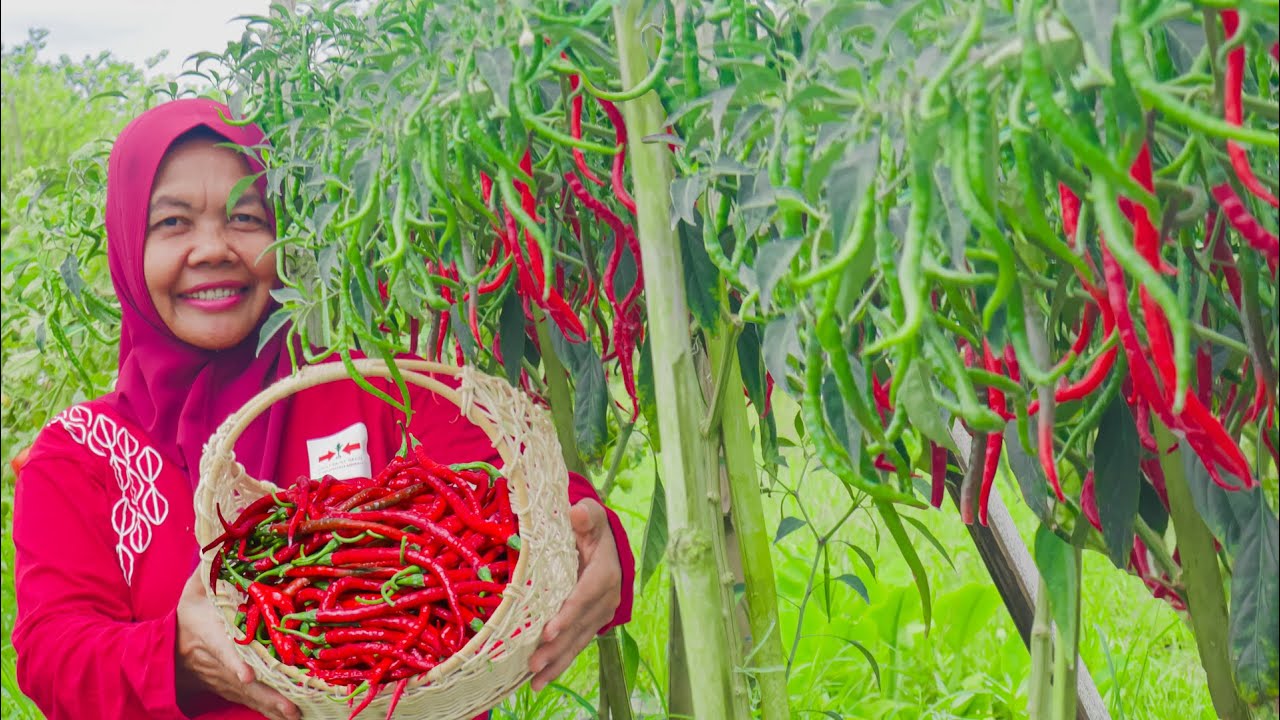 Cara Menanam Cabai Merah TANGGUH F1 Cap Panah Merah
