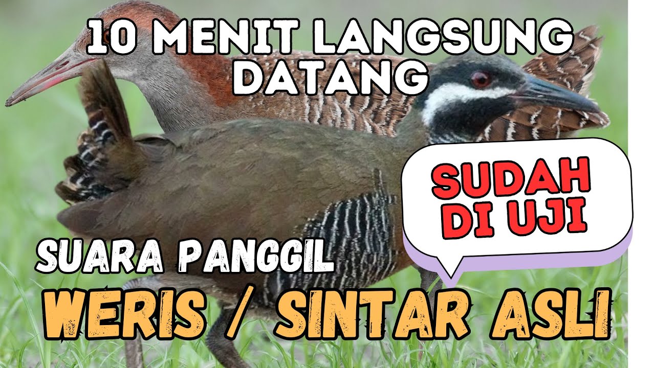SUARA PANGGIL WERIS SINTAR LADANG 30 MENIT ASLI