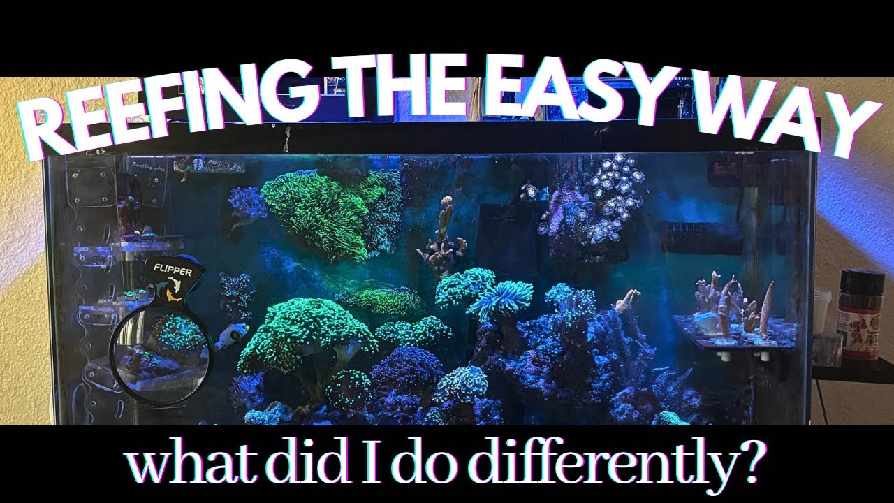 How I maintain my nano reef! (And what it took to get here)