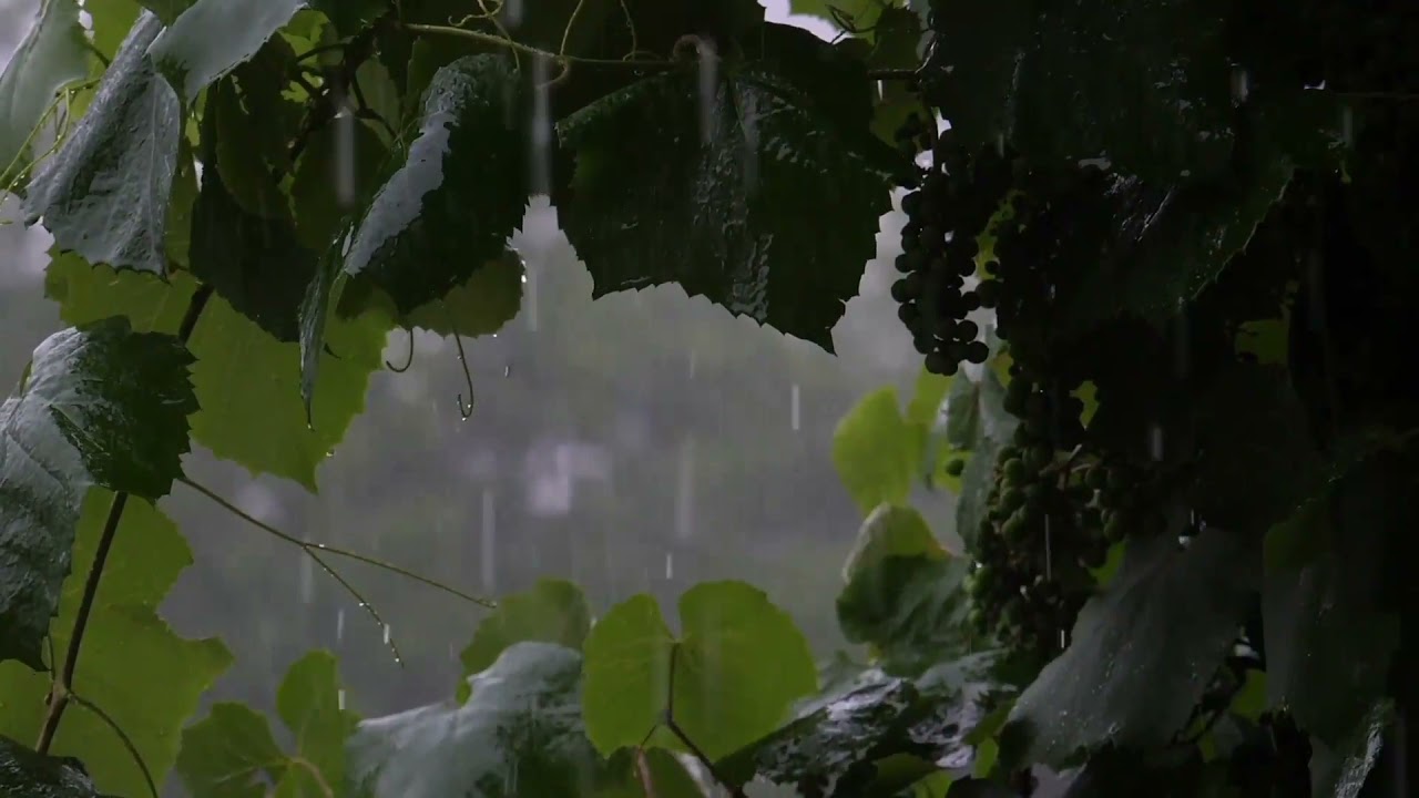 Relaxing Trumpet Music & Soft Rain Sounds For Sleep & Relaxation