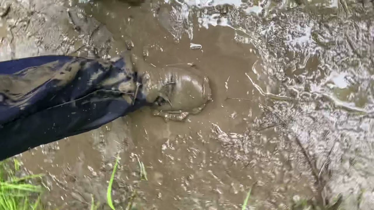 VERY MUDDY Adidas NMD