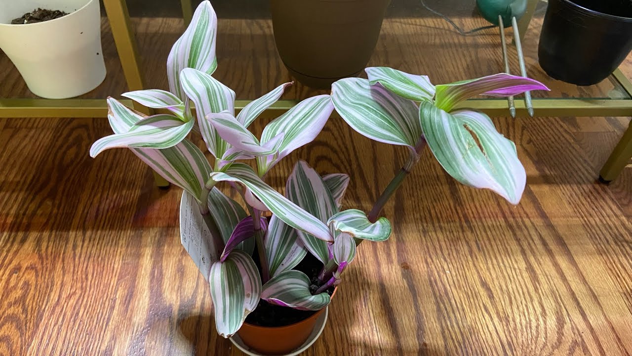 Tradescantia Bubblegum Growing and Propagating