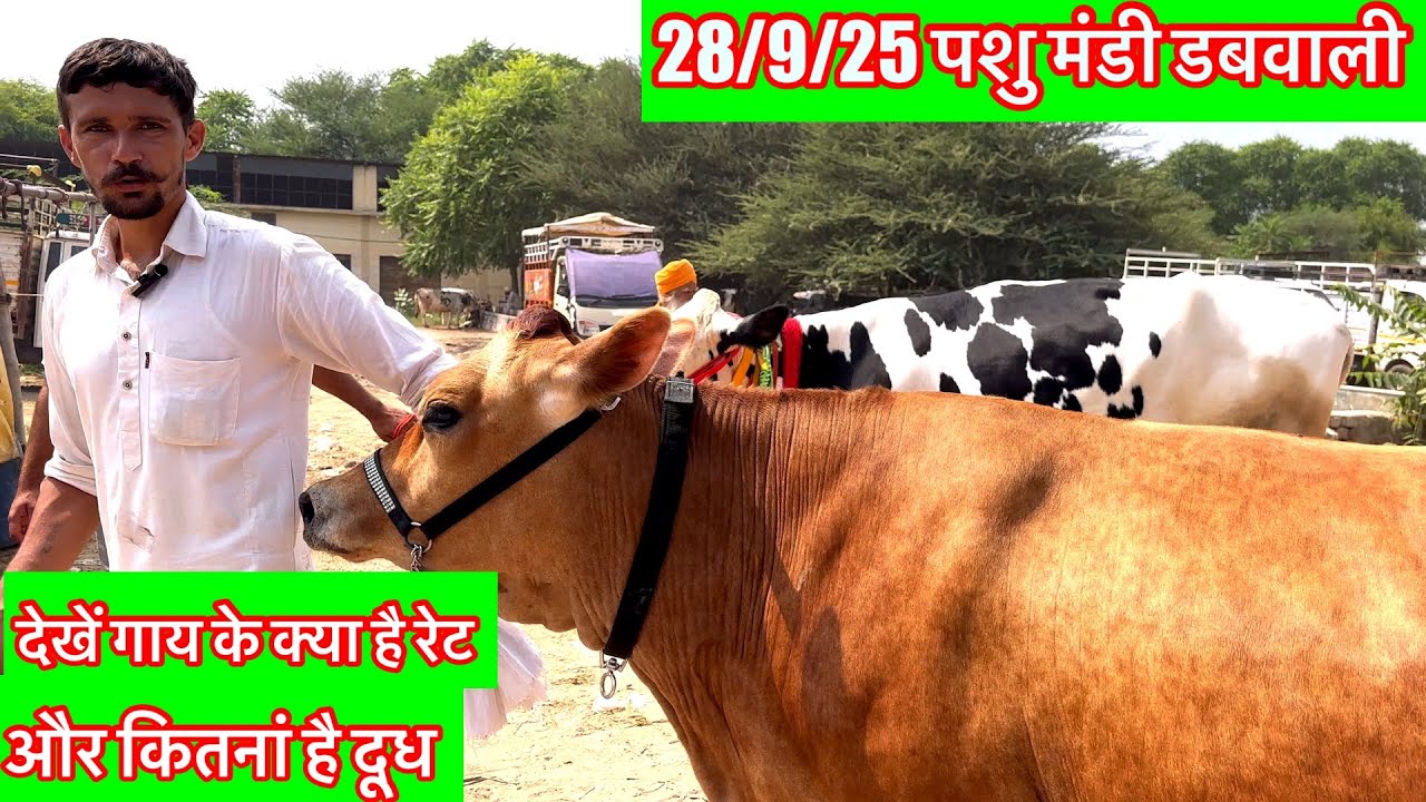 28/9/25 पशु मंडी डबवाली Pashu Mandi Dabwali देखे क्या रेट की गाय मंडी से मिलेगी और मंडी का माहौल