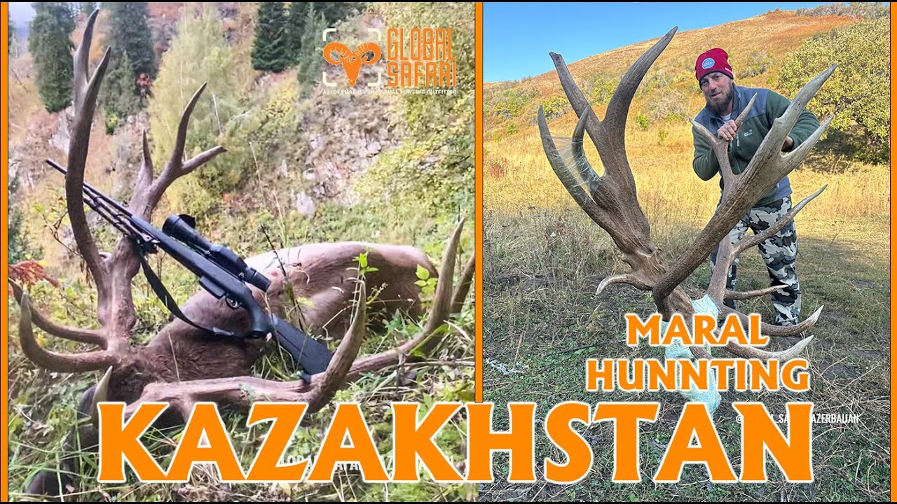 GIANT MARAL HARVESTED