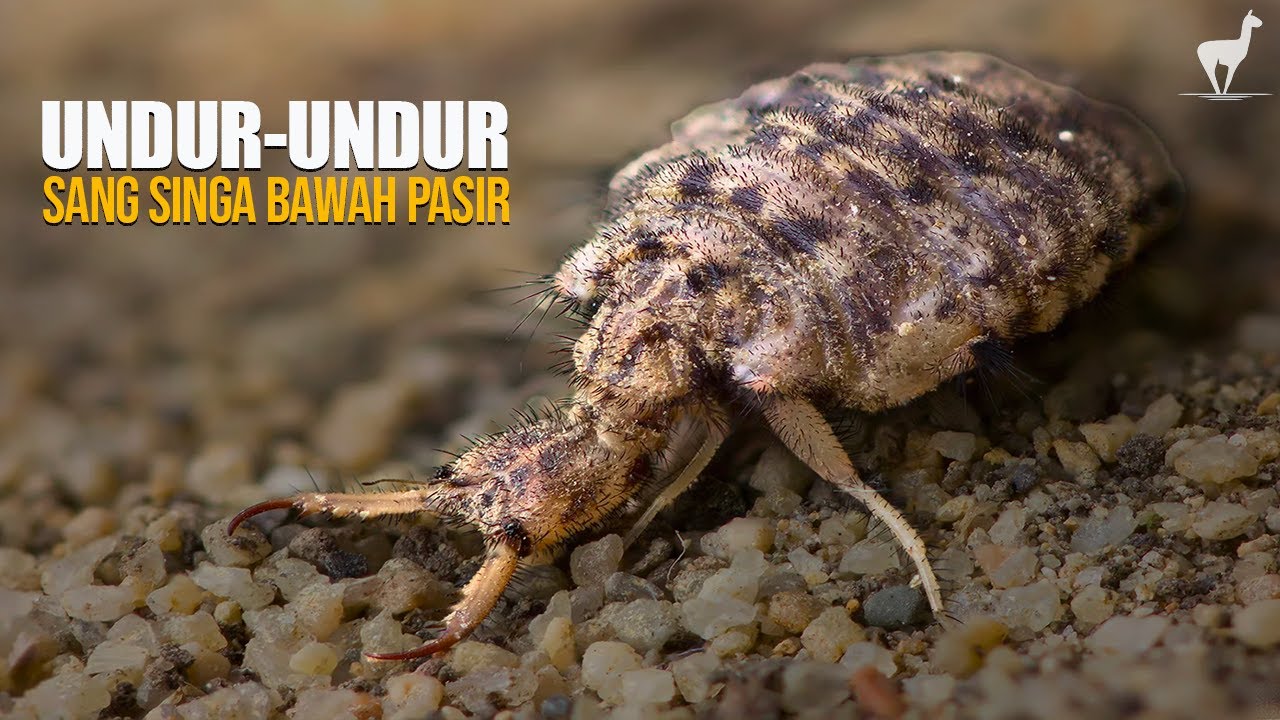 Undur-Undur: Kehidupan Singa Bawah Pasir, Dari Larva Menjadi 
