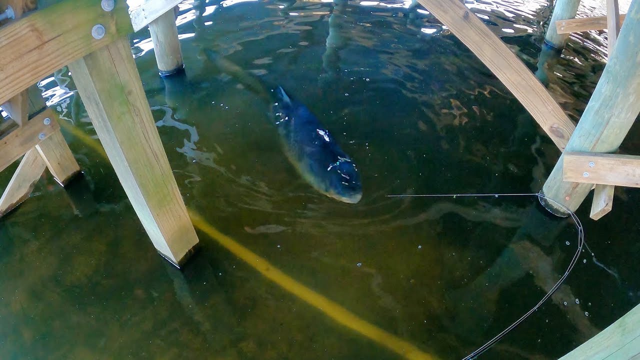 DOCK MONSTER caught on BREAD