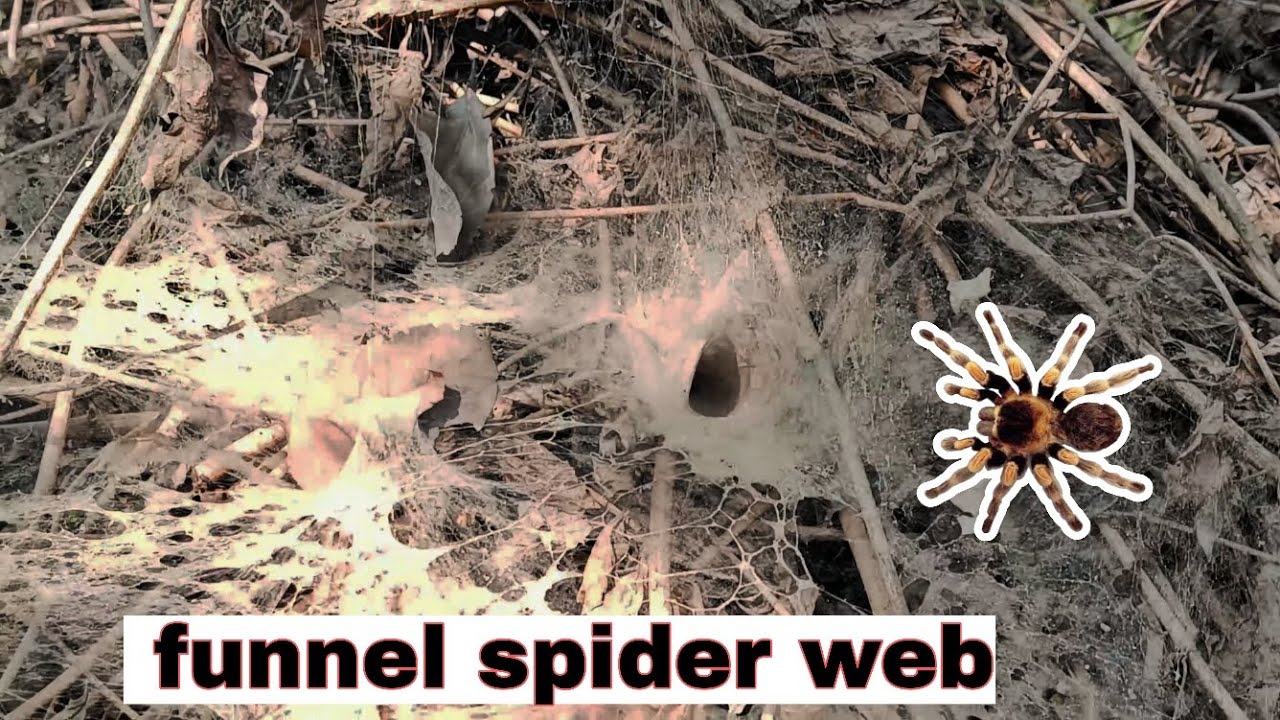 Funnel spider web,, interesting spider web for killing,,#jungle ki duniya #jim corbett 