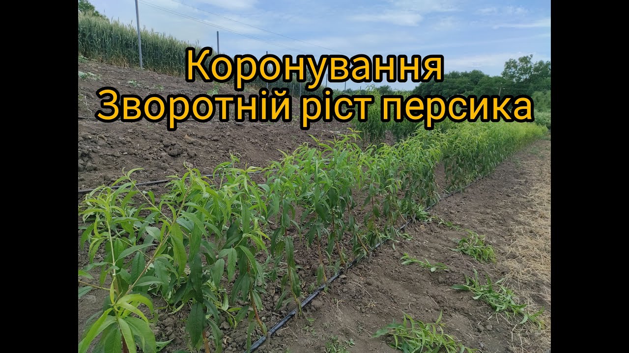 Кронування, зворотній ріст персика. Відповіді на коментарі.