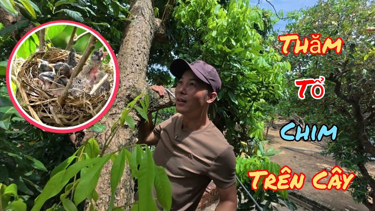 Thăm Tổ Chào Mào Trên Cây Nhãn Và Thả Quốc Vào Avi Sinh Sản / HIỆP CUỘI TV