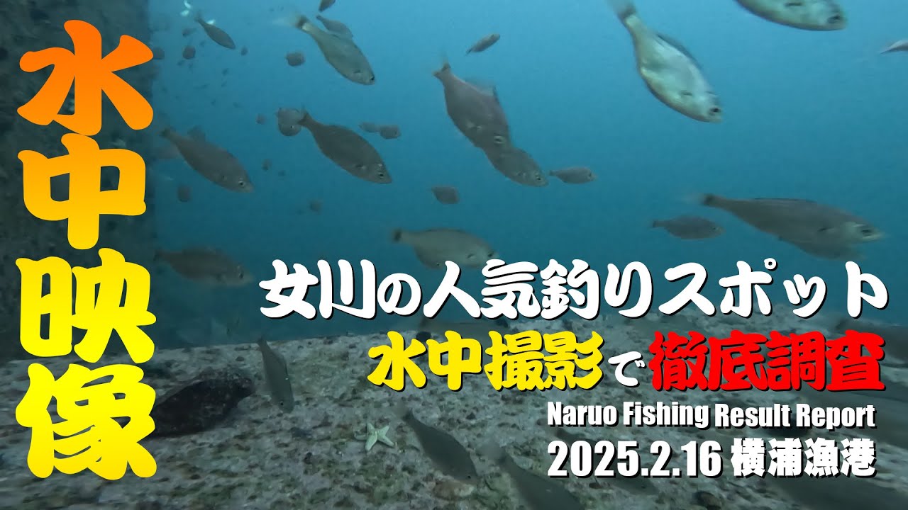 女川の人気釣りスポット！横浦漁港で水中撮影！気になる海の中を徹底調査！