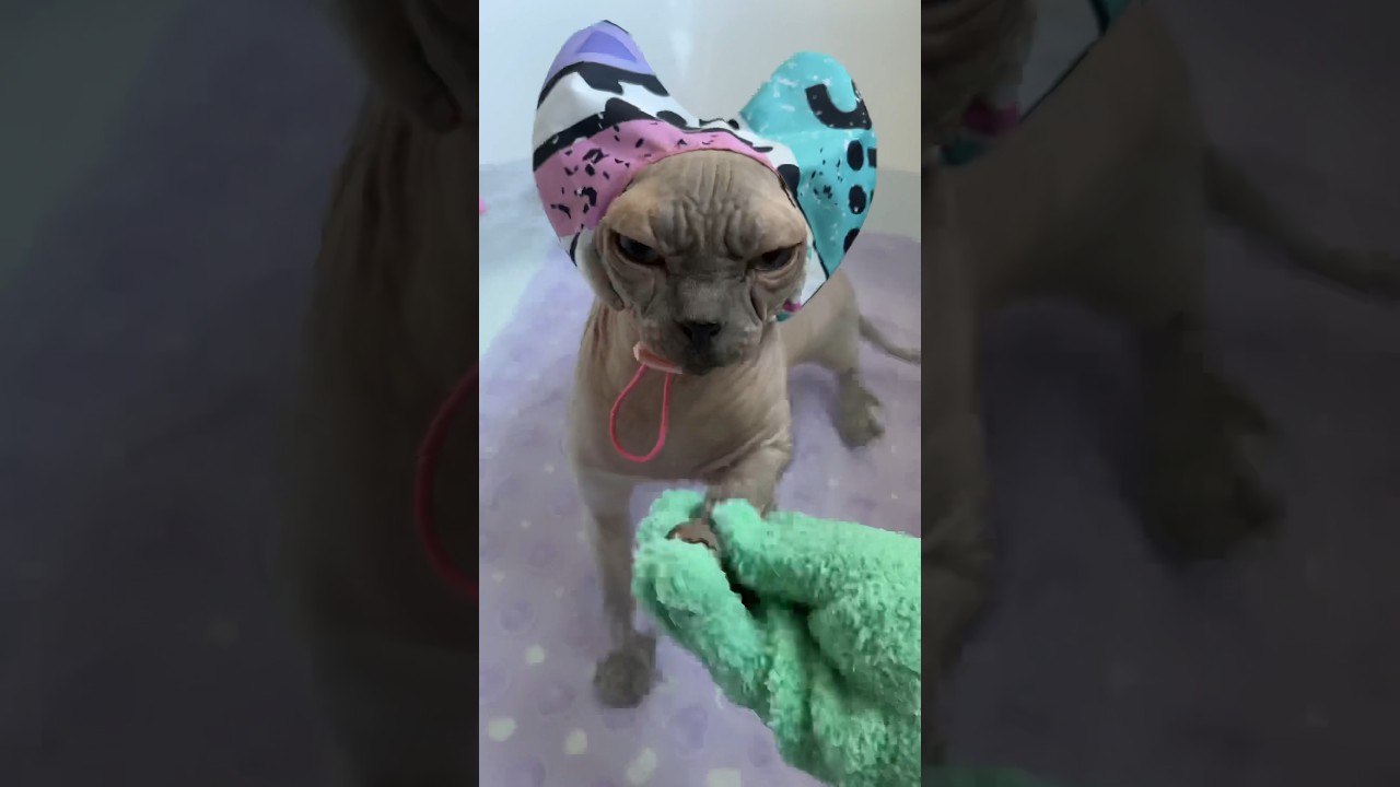 Dzień tarła 🐾 #sfinks #kot #asmr