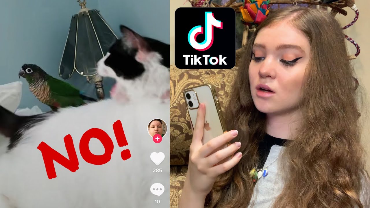 REACTING TO BIRD TIKTOKS PART 2
