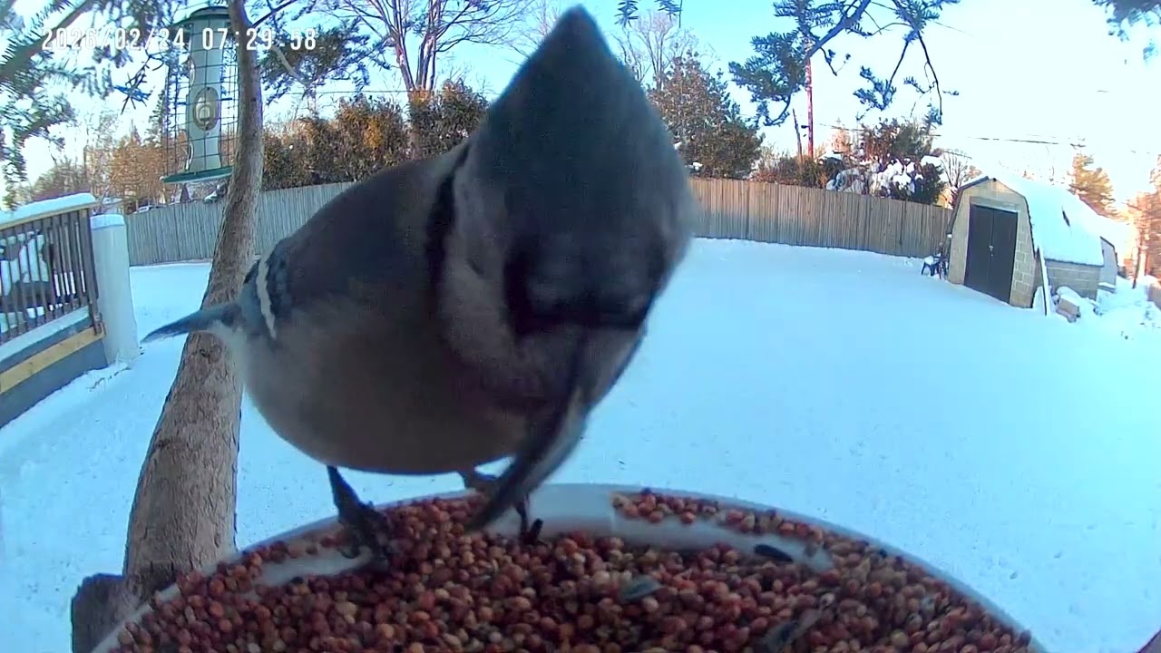 Birds & Squirrels on Bird Feeder Camera 2K #birds #birdsforcatstowatch #birdidentification #wildlife
