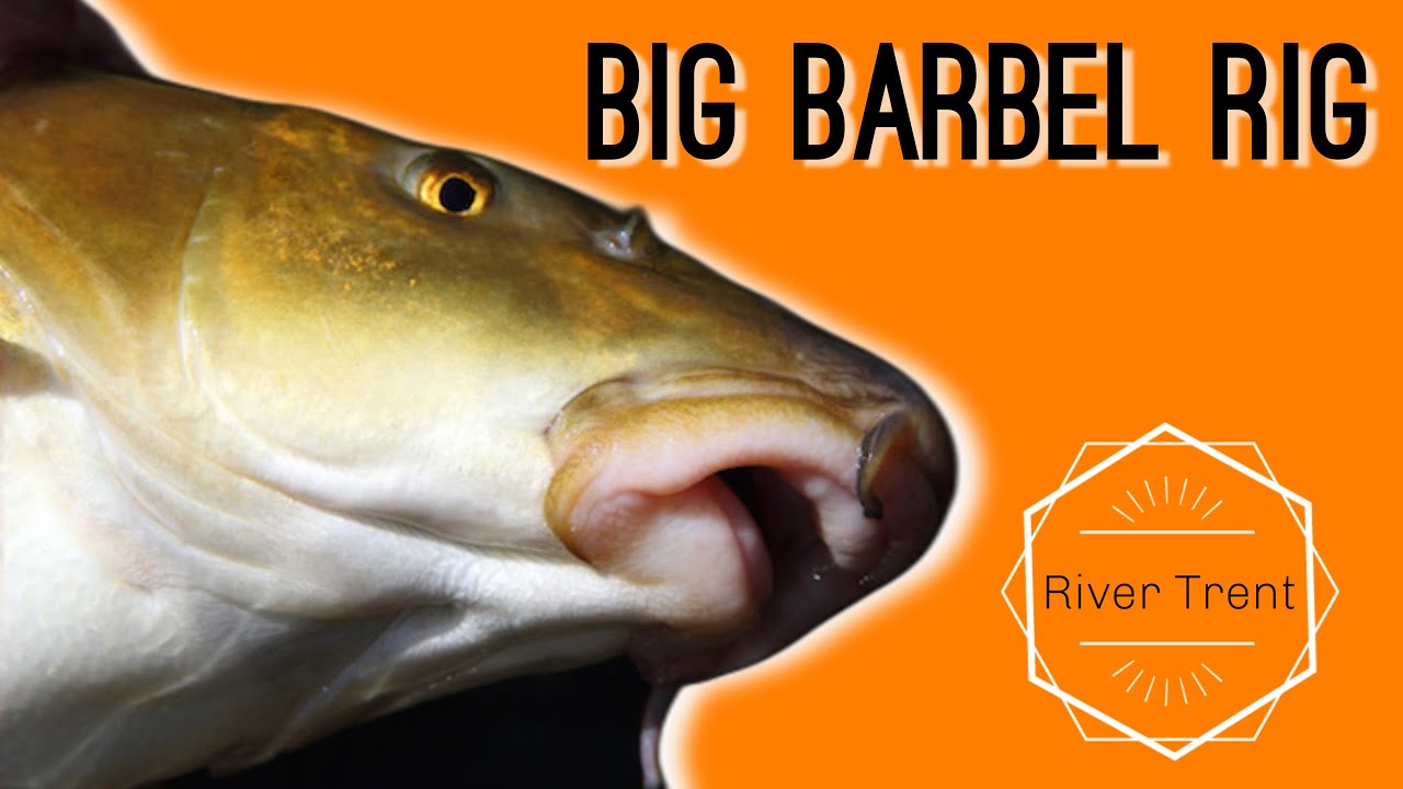 😱 BIG RIVER TRENT BARBEL.. Step by step HOW TO!