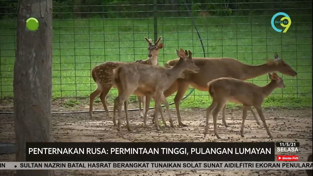 Penternakan Rusa: Permintaan Tinggi, Pulangan Lumayan
