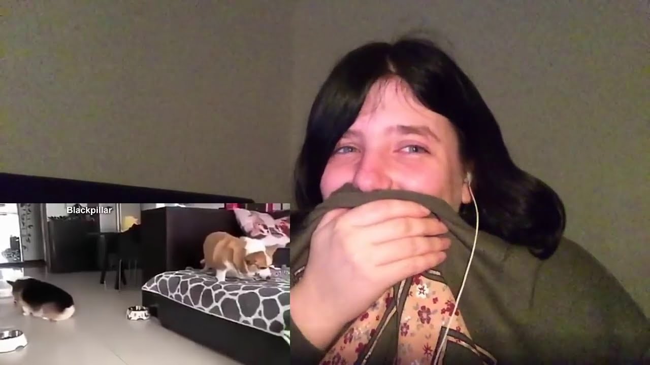 If You Don't Laugh Your a Stone Face God 2 Reaction (ParaReact REUPLOAD)