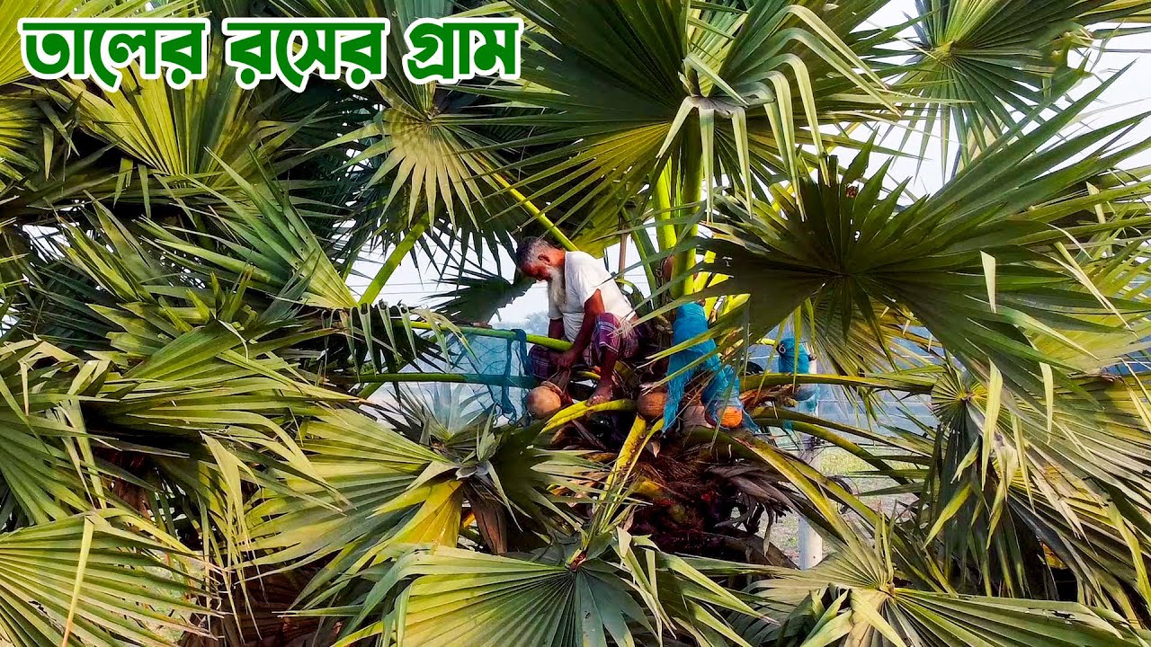তালের রসের গ্রাম কাকিলাদহ || Panorama Documentary
