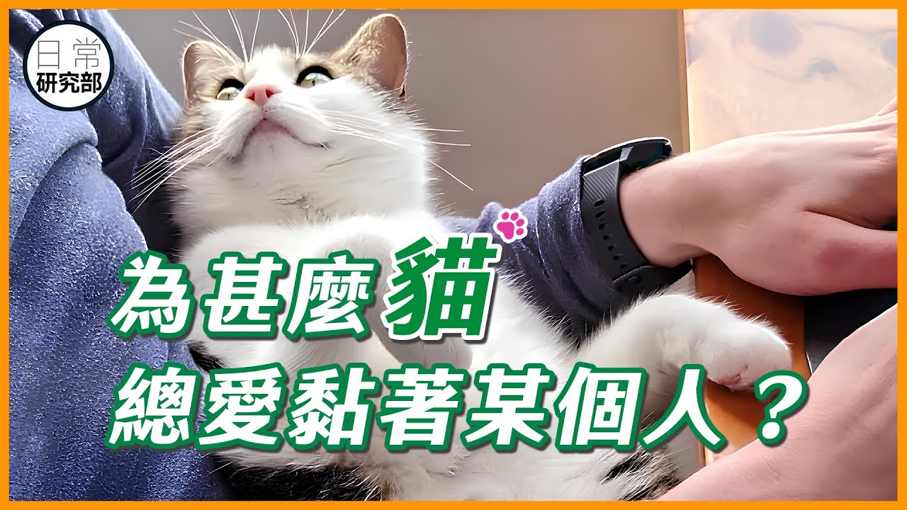 除了「貓選之人」，其他人都是「備胎」？