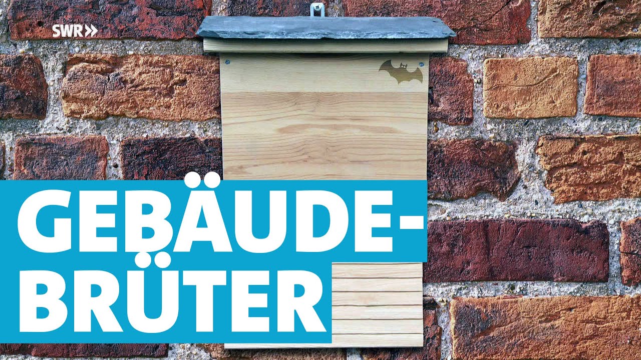Turmfalke, Spatz und Co. - Nisthilfen für Gebäudebrüter