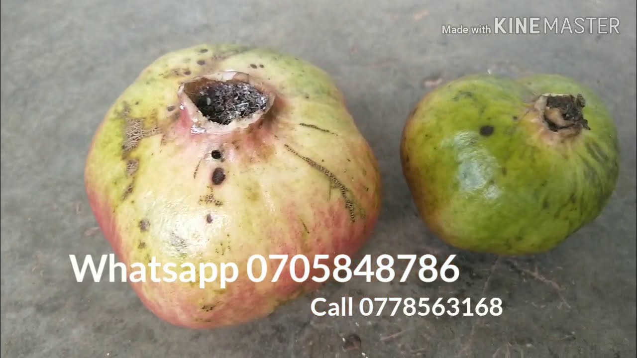 Ebika By'obwagazi 9 Ebisinga' Kansiiwa Kojja