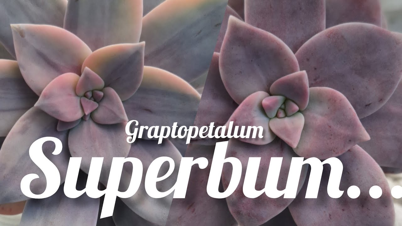 Graptopetalum superbum variegada. cuidados básicos..