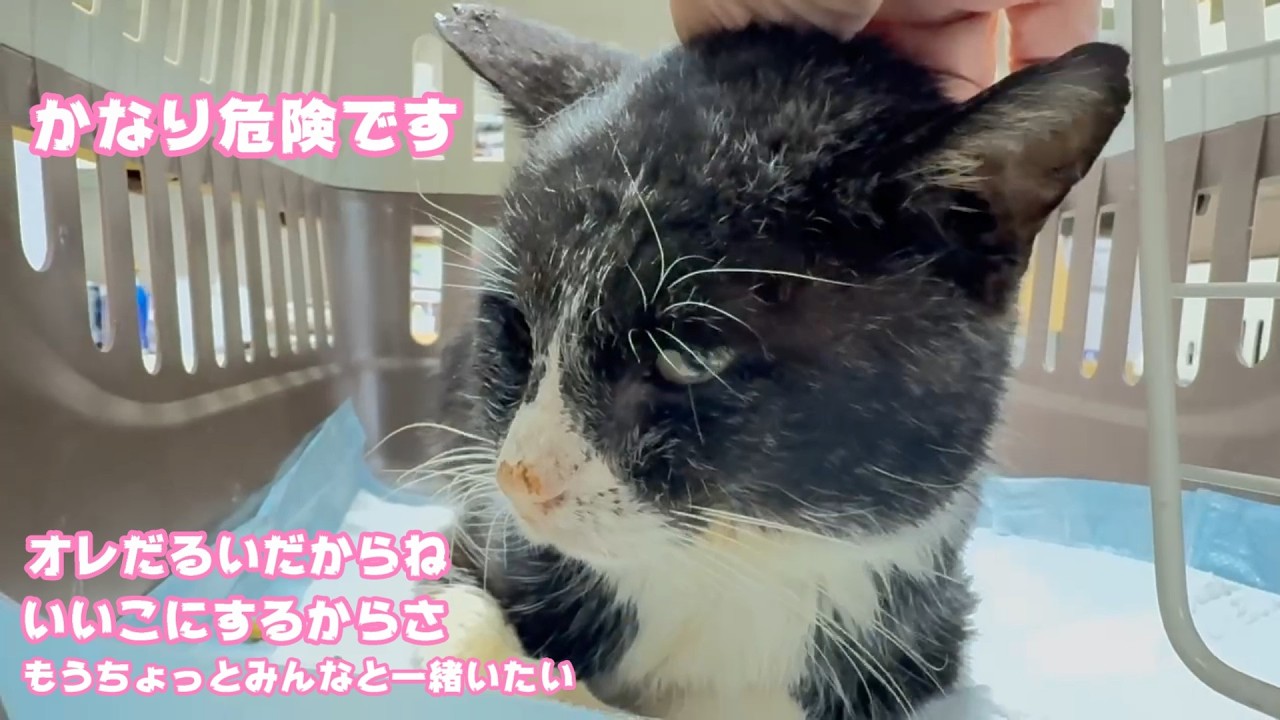 かなり危険な容体です  オレだるいだからね  いいこにするからさ  もうちょっとみんなといたいんだよ   2026 02 11 1