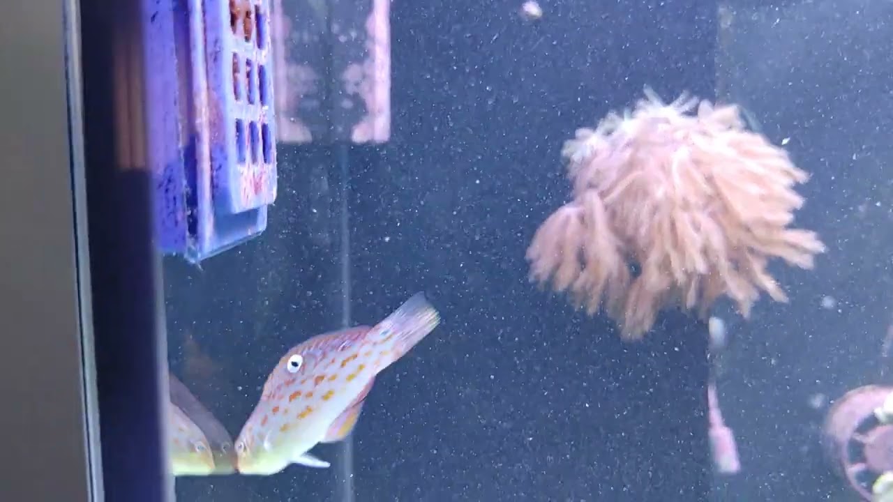 timor wrasse