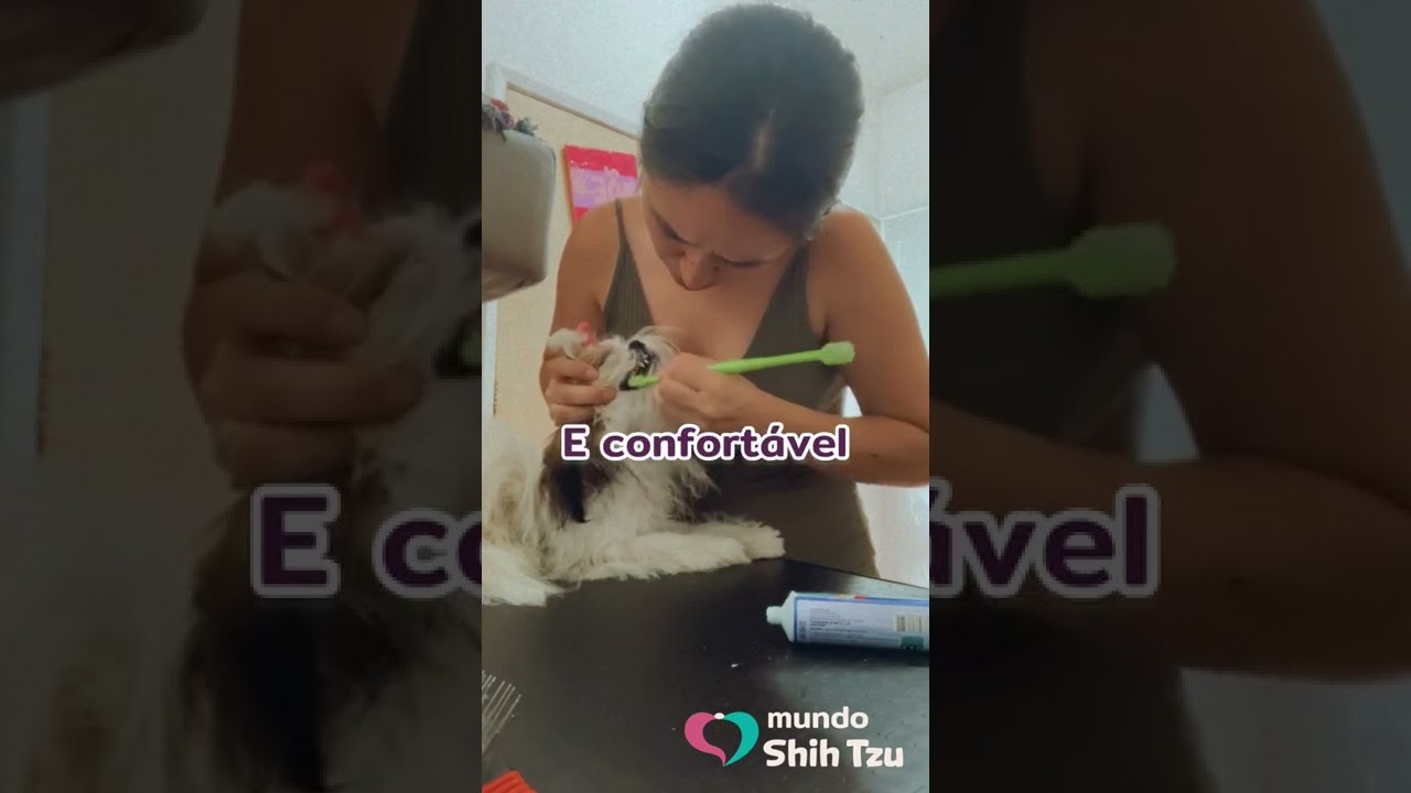 Como deixar o cachorro calmo na hora da escova&ccedil;&atilde;o de dentes?Se inscreva no guia do Shih Tzu #shihtzu