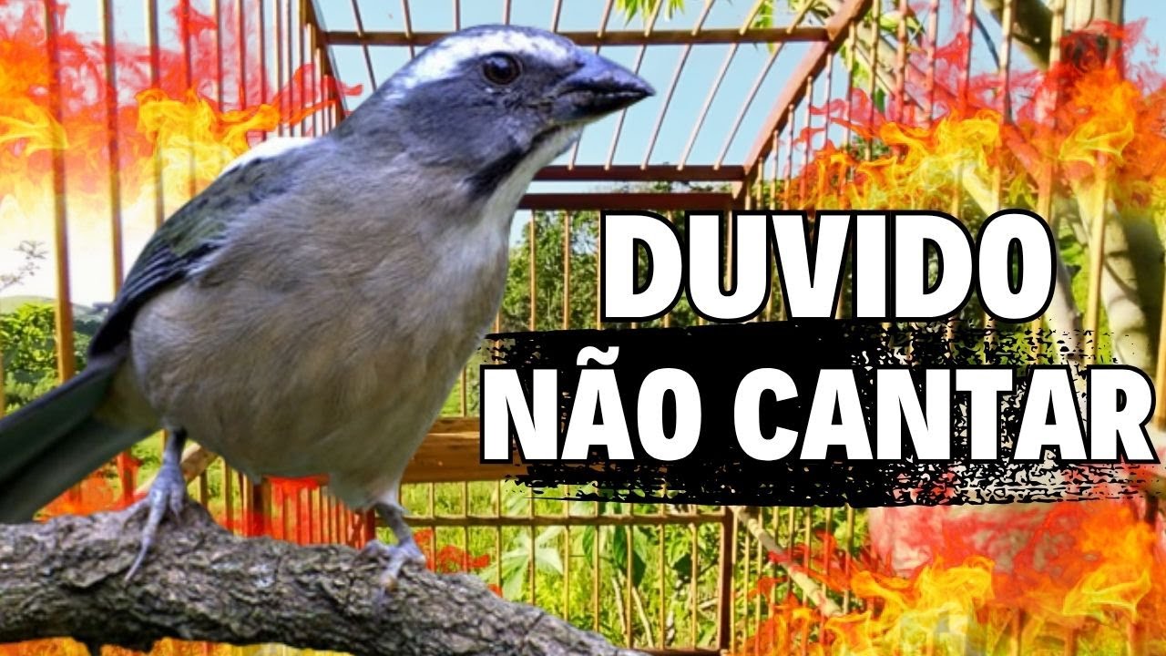 ESQUENTAR TRINCA FERRO FRIO 🟢DESTRAVA SEU TRINCA FERRO 🟢MELHOR TRINCA FERRO NO MATO ESQUENTAR TRINCA