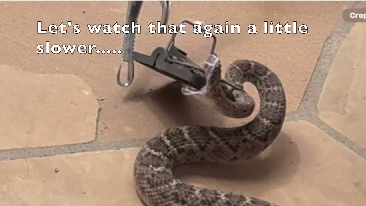 Deadly Mojave Rattlesnake Rescue