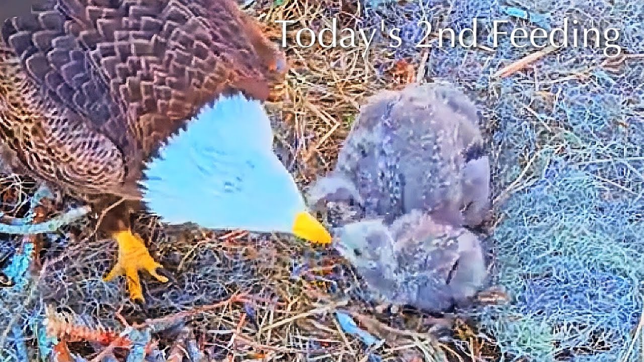 #166🦅🐥26°🐥21°／Winter Park Eagle Nest 2026／Against All Odds:One-Eyed Mom／by Winter Park Eagle Cam