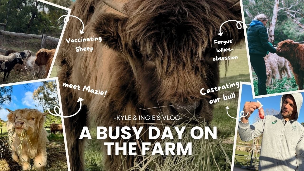 This is how you castrate a bull | Farm Life's getting real - what would we do without our neighbours