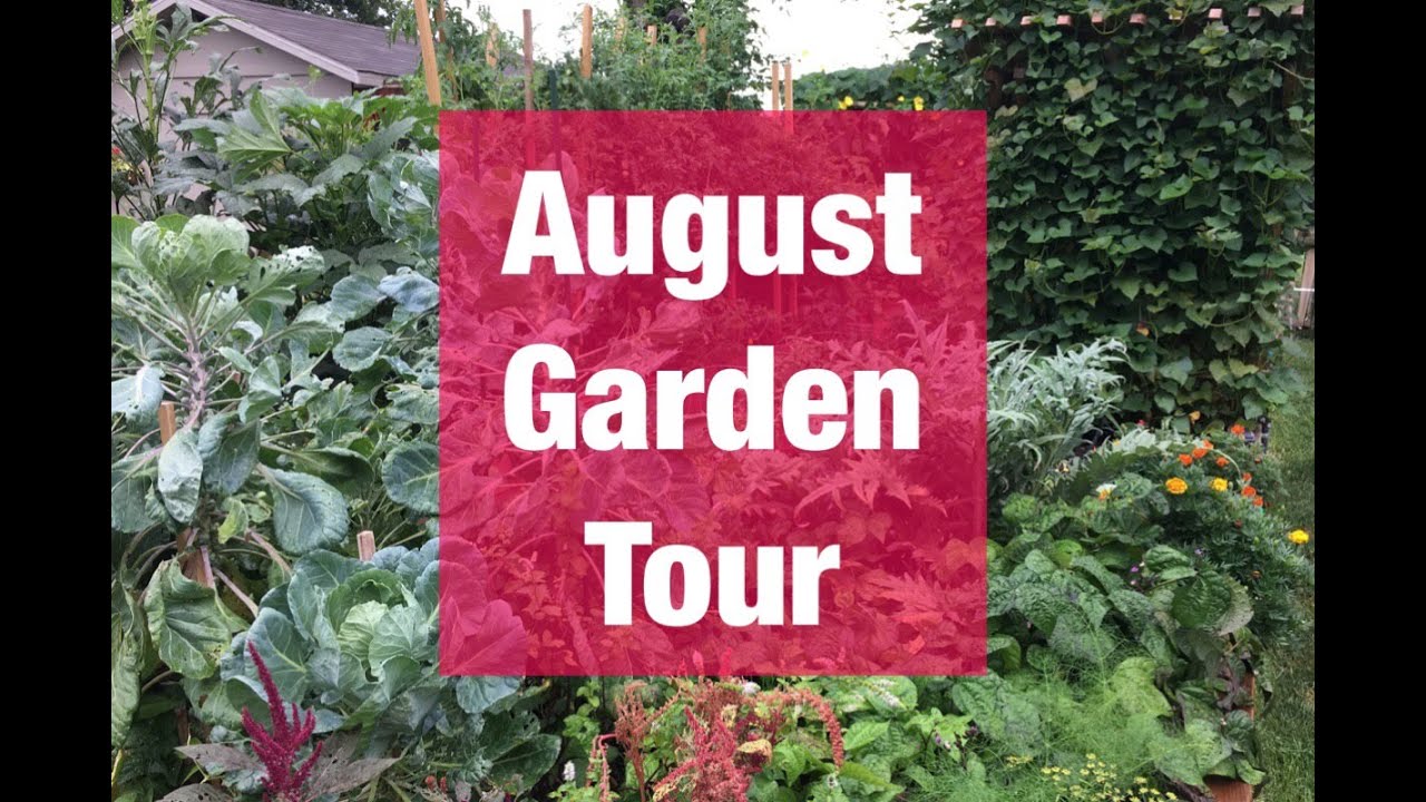 August Garden Tour + WIN a FREE Dragon Fruit Cutting!