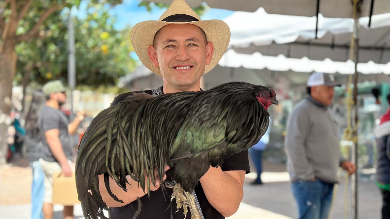 Calzonazo y Mega Expo de Aves en Sahuayo 2024