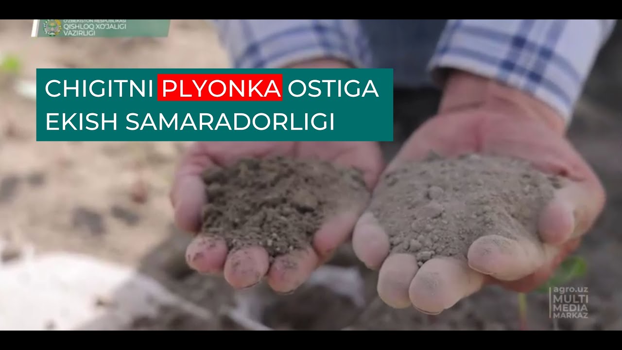 CHIGITNI PLYONKA OSTIGA EKISH SAMARADORLIGI