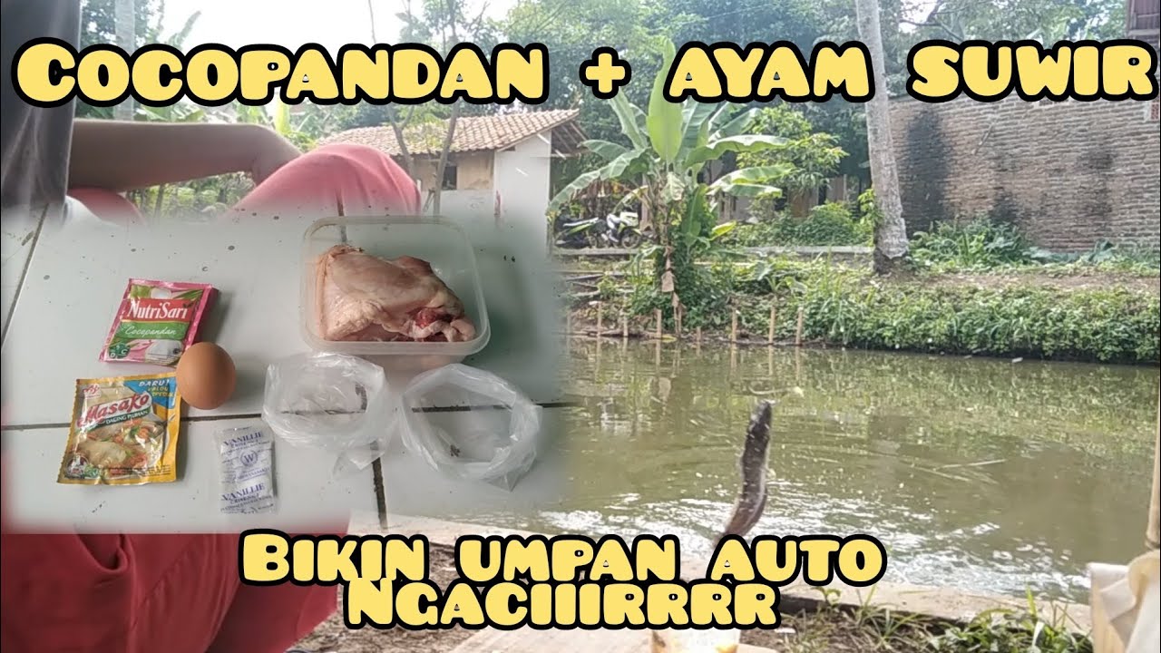 MANCING LELE || media ayam kukus mantul abis pak!!