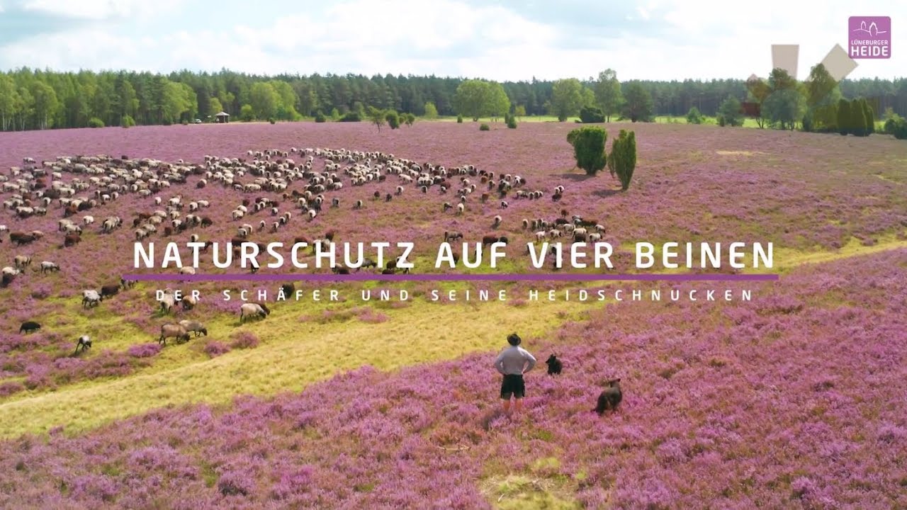 Naturschutz auf vier Beinen - Der Schäfer und seine Heidschnucken | Lüneburger Heide