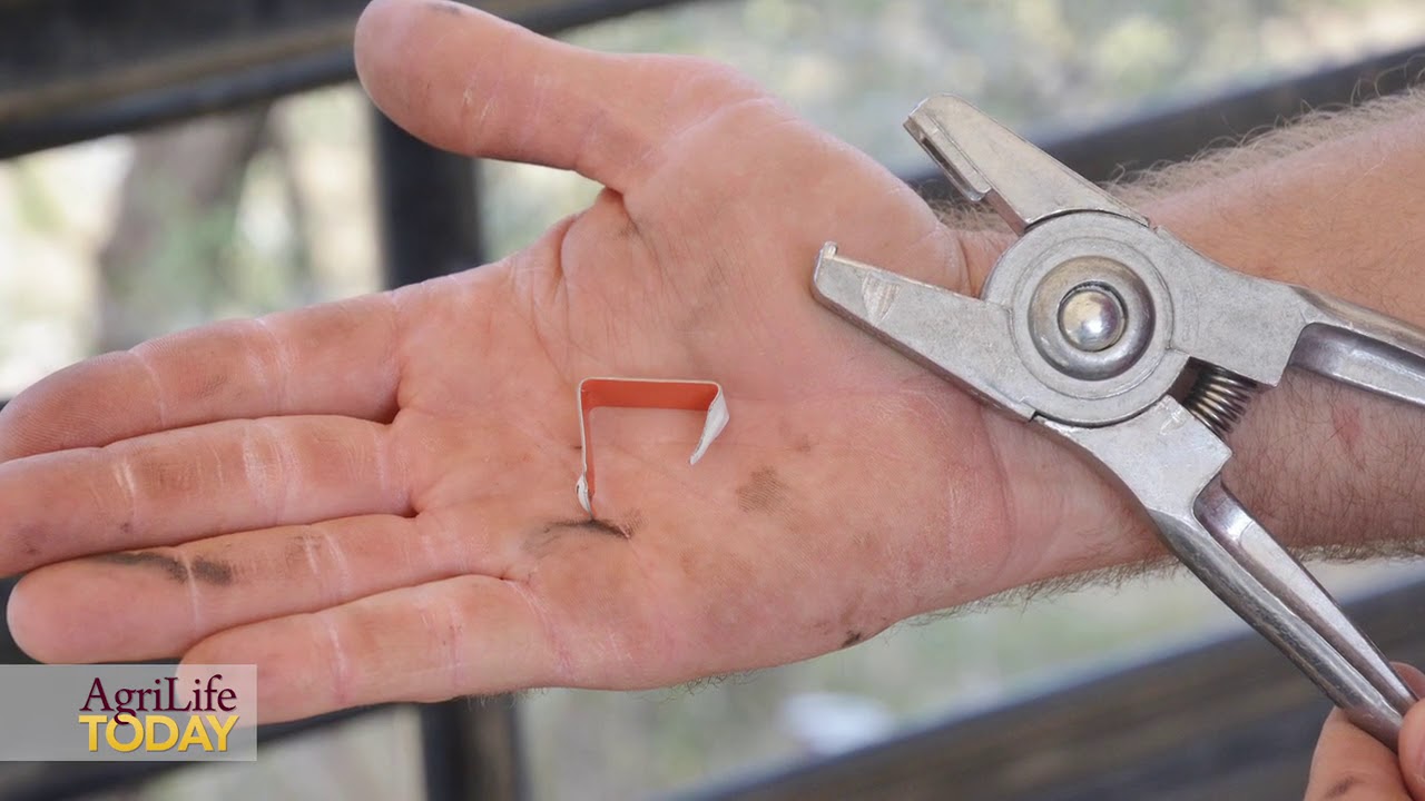 Expert: Misplaced metal scrapie ear tags could pose risk to sheep shearer, sheep
