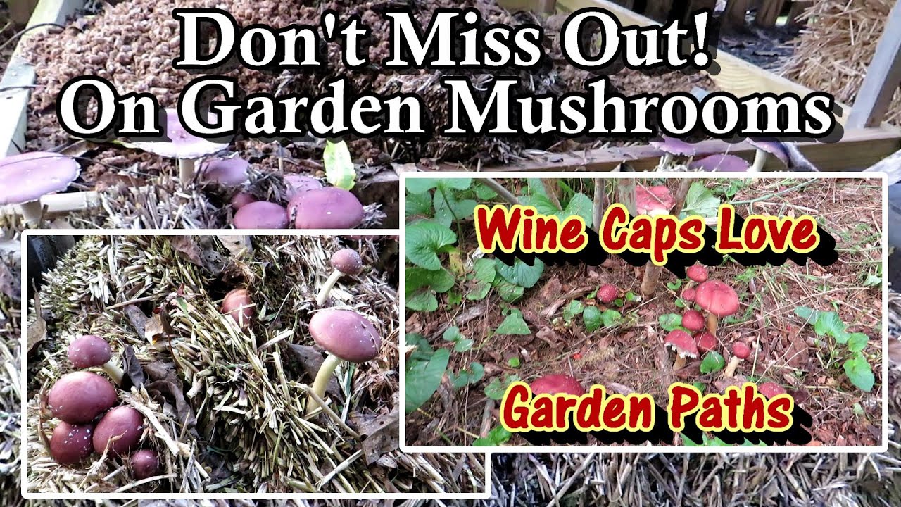 How to Grow Mushrooms in Your Garden (The Easiest Mushroom to Grow-4 Ways to Grow Wine Cap Mushroom)