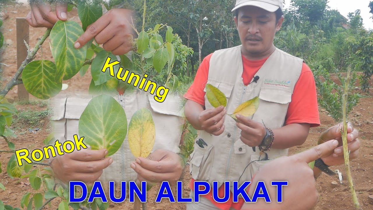 Cara Mengatasi Daun Menguning, Layu, dan Rontok. Tanaman Alpukat Rawan Mati Saat Musim Hujan
