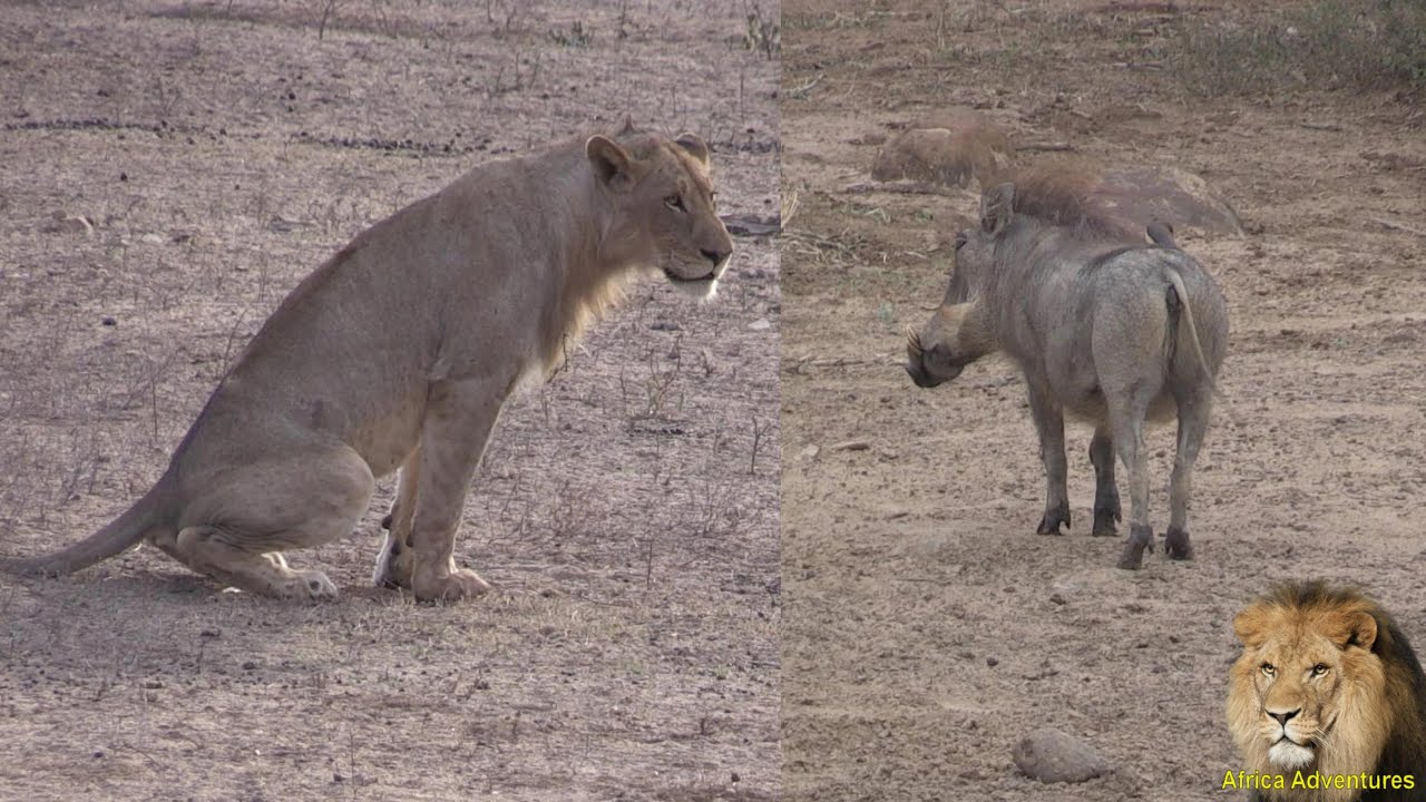 Warthog Mocking Lion Pride. Amazing