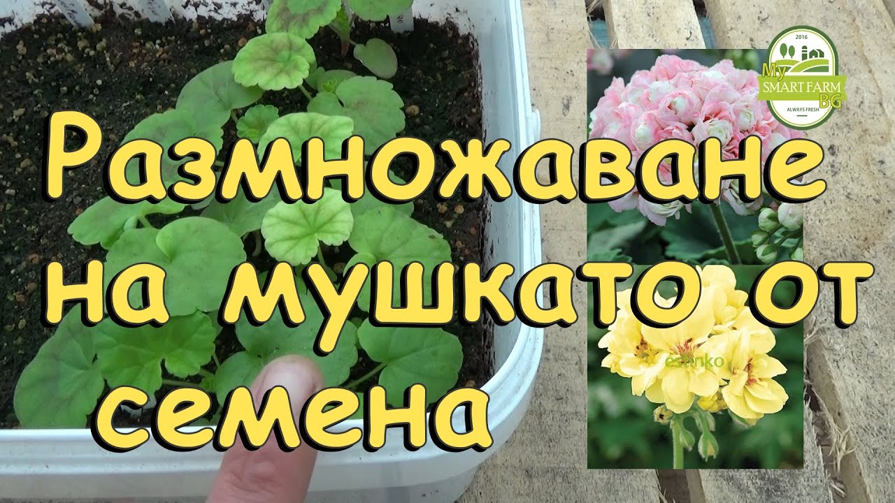 Размножаване на мушкато от семена 