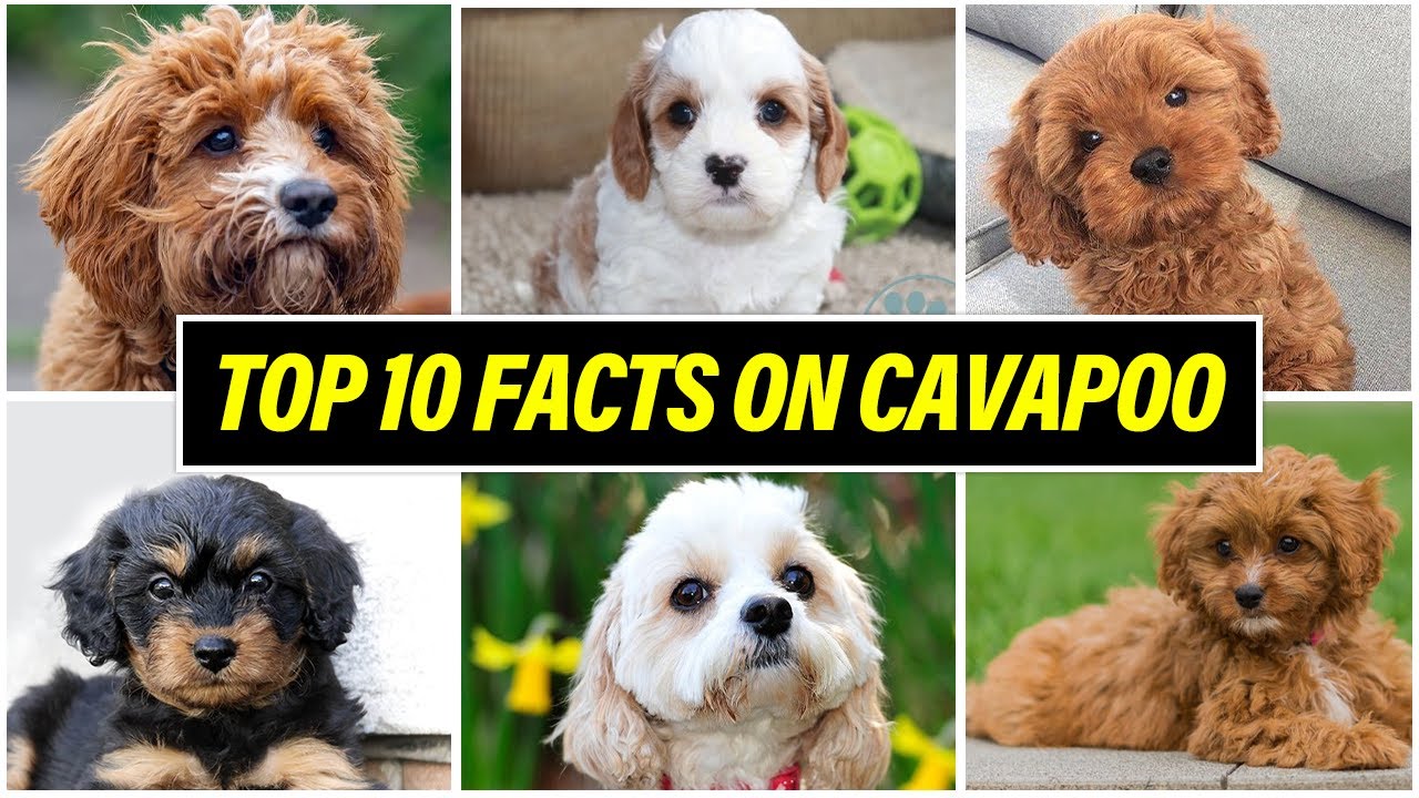 Top 10 Interesting Facts on Cavapoo - DOGS 🦮 2020
