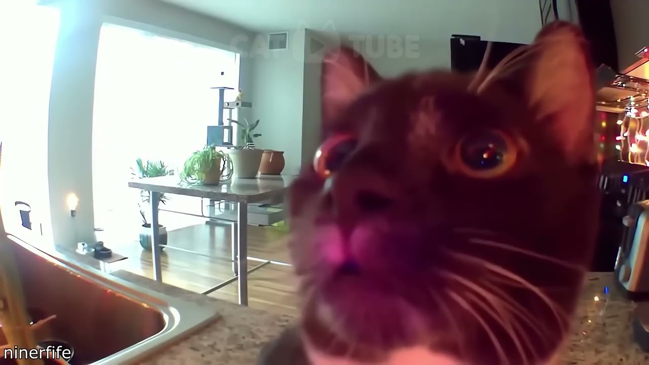 😹🤪 Уморительная подборка кошачьих неудач, от которой невозможно оторваться! 🎉
