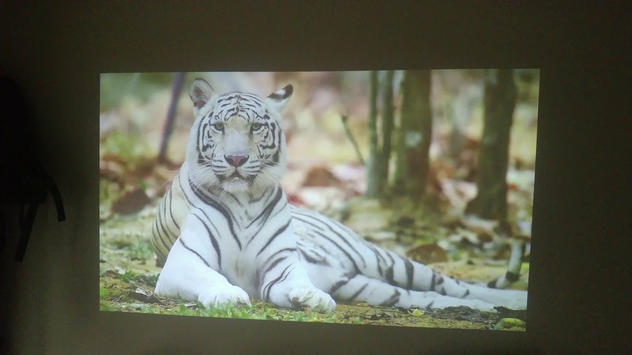 Infocus in116x dlp 3d projector preview