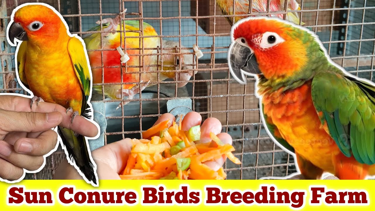 Biggest Pet Birds farm Visiting Chennai | Sun Conure Breeding farm | fancy birds chennai