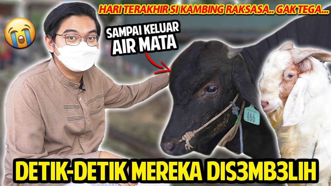 HARI TERAHIR SI SAPI & KAMBING RAKSASA! DETIK-DETIK MEREKA DIS3MB3LIH! PALING GAK TEGA PAS MOMEN INI