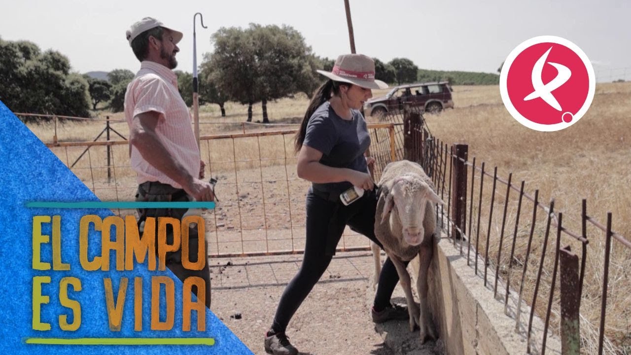 Chabeli y Antonio curan a unos machos escapistas | El campo es vida